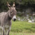 Democrats' Leftward March