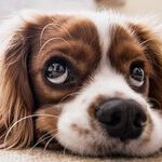 America's Beloved Pets Getting the Shaft Under Team Biden
