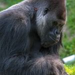 Reporting from Rwanda at the Gorilla Summit