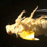 The Brood X Cicada Craze and Lessons We Can Ascertain Regarding Time
