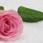 Lessons From a Love Fest on Valentine's Day