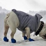 Retractable Leashes Risky for Dogs and People