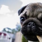 Don't Let Dogs Chew Bones or Tennis Balls