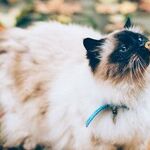 Many Ways to Get Medications Into Cats