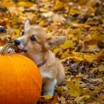Halloween Candy Scary for Pets