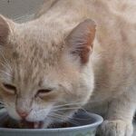 Cats Require Meat-Based Diets