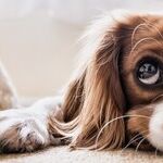 Dog's Cloudy Eyes May Be Normal Aging Change, Not Cataracts