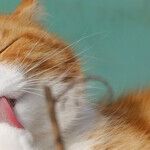 Arthritis Treatment Safe for Cats With Kidney Disease