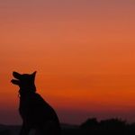 Reward-Based Training More Effective and Humane Than Aversive Training