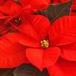 Ensure Pets' Safety Over the Holidays