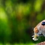 Canine Bladder Cancer Associated With Herbicides and Pesticides