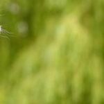 Cats With Extra Toes Nicknamed 'Hemingway Cats'