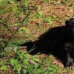 Skunk Remedies Safe for Puppy