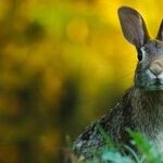 Leave Wild Baby Bunnies Alone