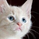 Pets Can Develop Compulsive Disorders