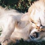 Punishment After Misbehavior Ineffective, Instills Fear in Dog
