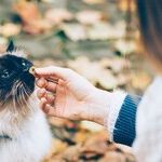 Pet Food Processed for Complete, Balanced Nutrition