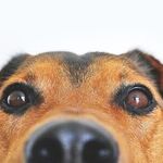 Common Disease in Senior Dogs Makes Breathing Difficult