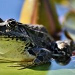 Toads Release Toxins That Harm Pets