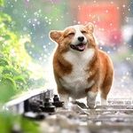 Fleas Transmit Plague Bacteria