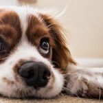 Keep Bread Dough Away From Dog
