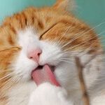 Three Reasons Not to Toilet Train Your Cat
