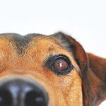 Medications Can Diminish Dog's Sense of Smell