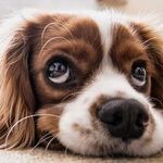 Excessive Drooling May Signal Medical Problem
