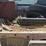 Dangerous to Transport Dog in Bed of Pickup Truck