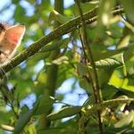 Even Indoor Cats Need Rabies Vaccination