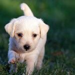 Dog's Cold, Wet Nose Doesn't Guarantee Good Health
