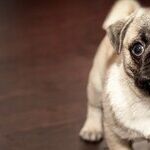 To Prevent Bites, Teach Children to Respect Dogs