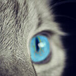 Prevent Cats From Using Potted Plants by Making Litter Boxes Appealing