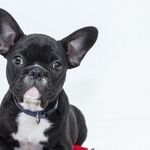 Aflatoxins in Pet Foods Sicken and Kill Dogs