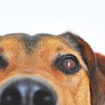 Turn Away From Dog Jumping on You