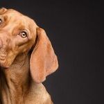 Ear Mites Contagious to Pets, Not People