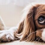 Battery Ingestion Can Cause Severe Damage