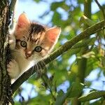 Adopting 'Special Needs' Cats Can Be Rewarding