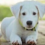 Save Money on Veterinary Care by Preventing Disease