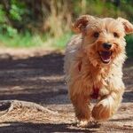 Collapsing Trachea Causes Dry, Honking Cough in Small Dogs