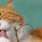 Living With Pets Protects Children From Allergies