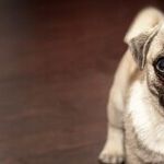 Canine Carsickness: Common But Treatable