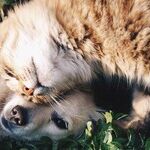 Dog's Gastrointestinal Problem Can Cause Floor Licking