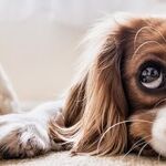 Dogs See Blue, Yellow and Gray