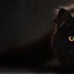While Pregnant, Keep Cat, but Avoid Toxoplasmosis