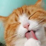 Overweight Cats Risk Serious Disease