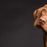 Center for Pet Safety Tests and Certifies Pet Travel Equipment