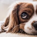 Wash Hands After Removing Tick From Pet