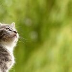 Buy Pet Health Insurance or Start Pet Care Savings Account