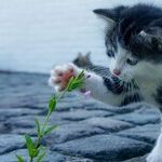 Cats Attracted to Menthol, Catnip and Other Mints